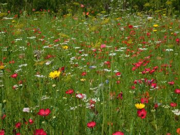 Close-up of red flowers growing on field