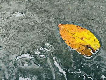 Close-up of autumn leaf on ground