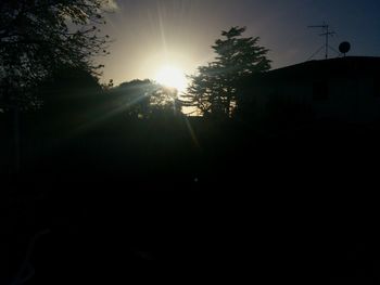 Sun shining through trees