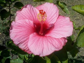 Close-up of pink flower