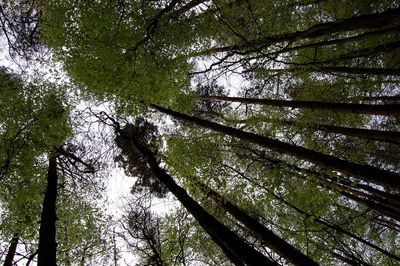 Low angle view of bamboo trees in forest