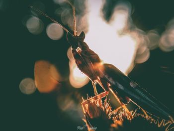 Close-up of man holding sparkler at night