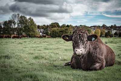 Sheep on field against sky