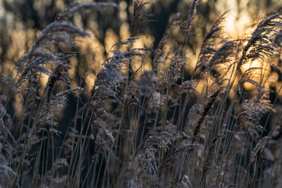 Close-up of dry plants on field