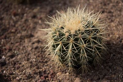 Close-up of cactus