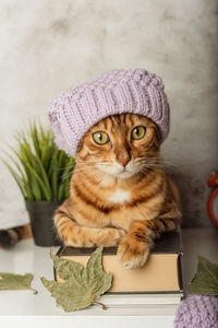 Portrait of a bengal cat in a hat with a book and autumn leaves. vertical shot.