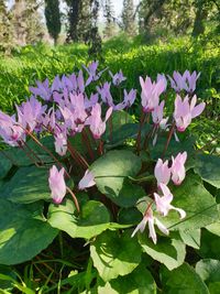 Close-up of pink flowering plant