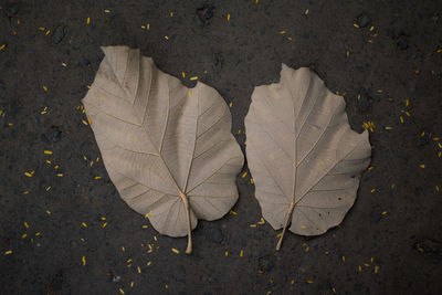 High angle view of dry leaves on street