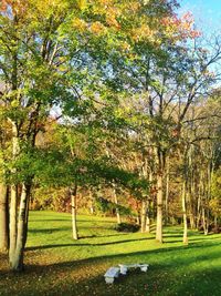 Trees growing in park