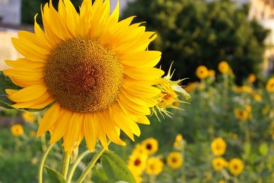Close-up of fresh sunflower blooming in field