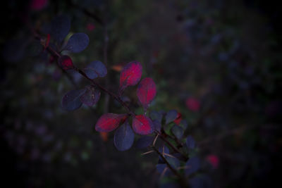 Close-up of berries growing on tree