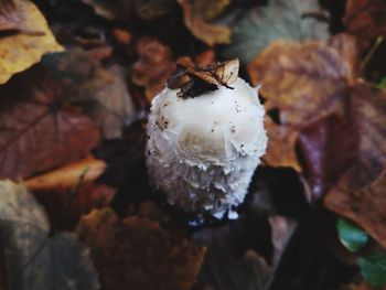 Close-up of white mushroom on leaves