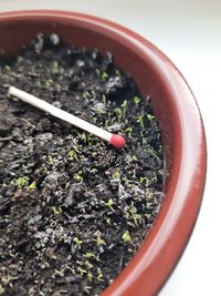 Close-up of potted plant