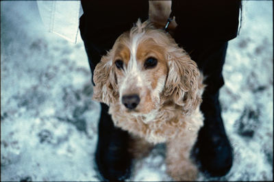 Close-up of dog