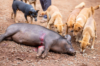 Two dogs eating