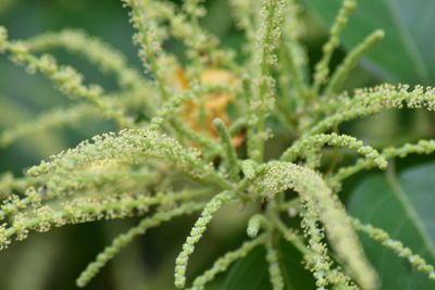 Close-up of snow on plant