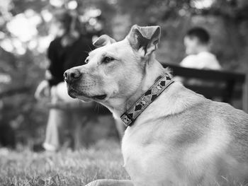 Close-up of dog sitting on grass