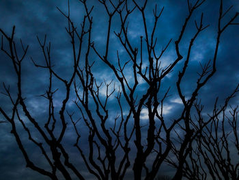 Low angle view of bare tree against sky at night