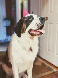 Close-up of dog sitting at home