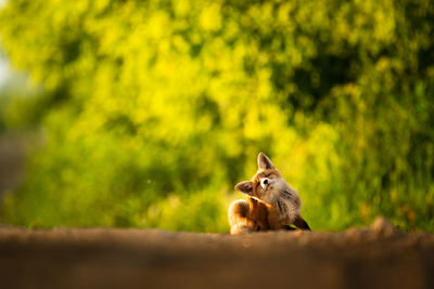 Squirrel on a tree