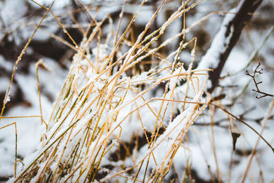 Close-up of frozen plants during winter