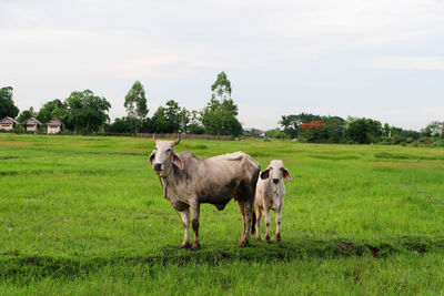 Cows in a field