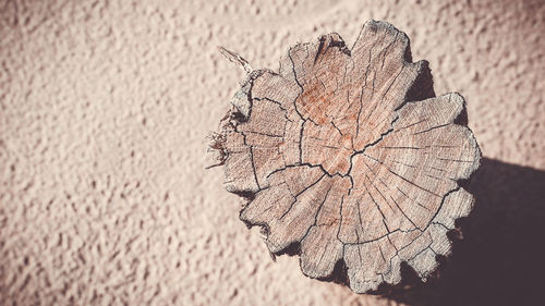 Close-up of tree stump