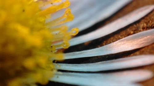 Detail shot of yellow flower