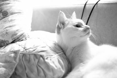 Close-up of cat relaxing on bed