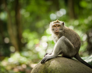 Portrait of monkey sitting on rock