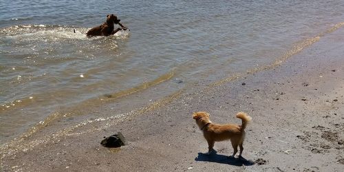 High angle view of dogs on beach