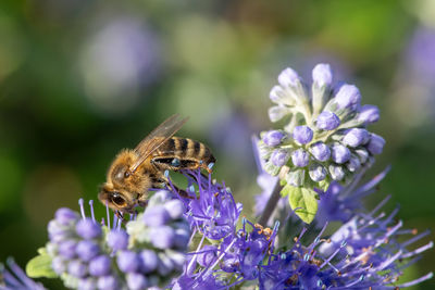 Macro shot of a honey bee pollinating bluebeard  flowers