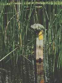 Close-up of plants in a lake