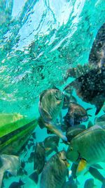 Fish swimming in sea