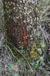 Close-up of lichen on tree trunk in field