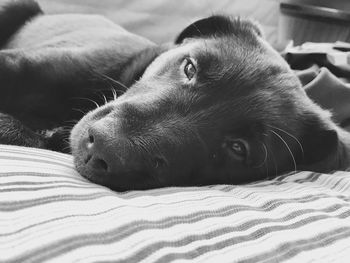 Close-up portrait of dog on bed