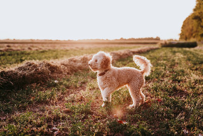 Full length of a dog walking on field