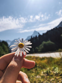 Cropped hand of person holding daisy