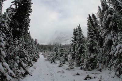 Trees on snow covered landscape against sky