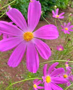 Close-up of cosmos blooming outdoors