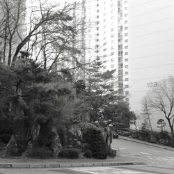 Road along trees