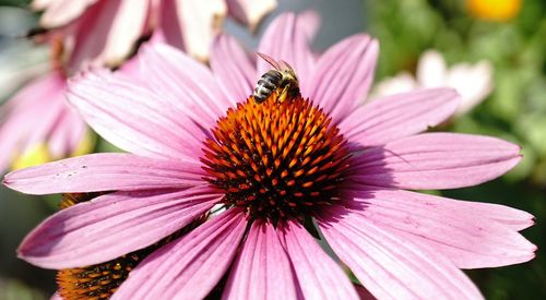 Close-up of honey bee on purple coneflower