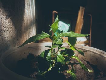 Close-up of potted plant against wall