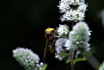 Close-up of insect on flower