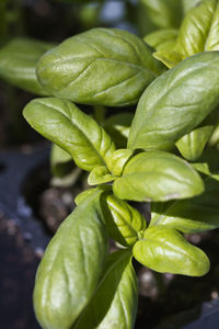 High angle view of green plant