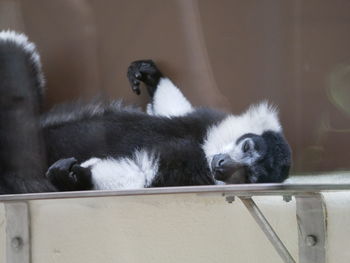 View of cats resting