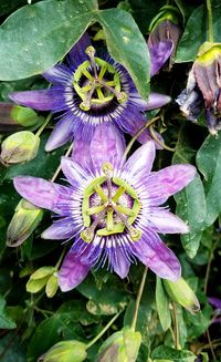 Close-up of purple flower blooming outdoors