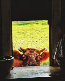 Portrait of cow standing on field