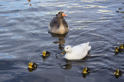 High angle view of duck swimming in lake