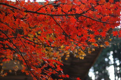 Low angle view of maple tree during autumn